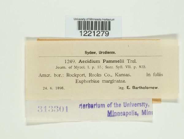 Aecidium pammelii image