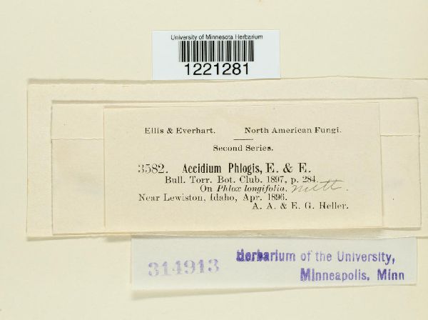 Aecidium phlogis image