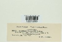 Aecidium pammelii image