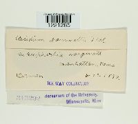 Aecidium pammelii image