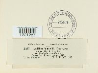 Aecidium pammelii image