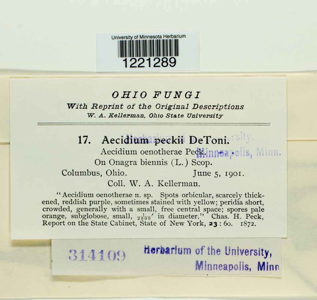 Aecidium peckii image