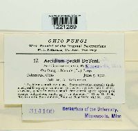 Media resource of Aecidium peckii