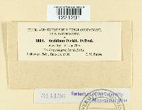 Aecidium peckii image