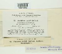 Aecidium peckii image