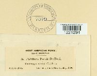 Aecidium peckii image