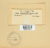 Aecidium periclymeni image