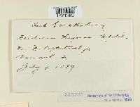 Media resource of Aecidium phrymae