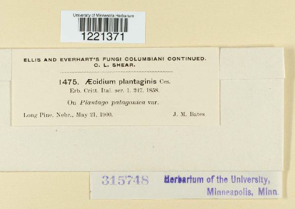 Aecidium plantaginis image