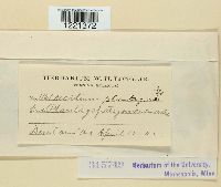 Aecidium plantaginis image