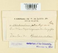 Aecidium plantaginis image