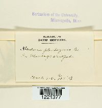 Aecidium plantaginis image