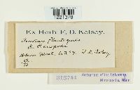 Aecidium plantaginis image