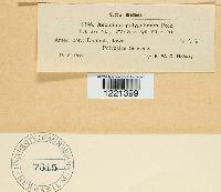 Aecidium polygalinum image