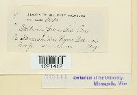 Aecidium prenanthis image