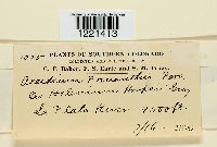 Aecidium prenanthis image