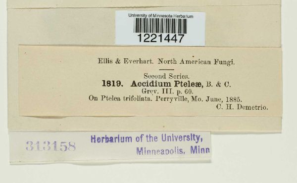 Aecidium pteleae image