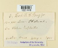 Aecidium pteleae image