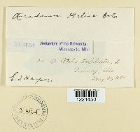 Aecidium pteleae image