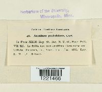 Aecidium pustulatum image