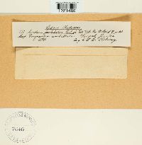 Aecidium pustulatum image