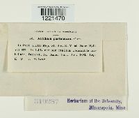 Aecidium pustulatum image