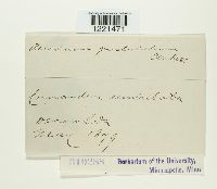 Aecidium pustulatum image