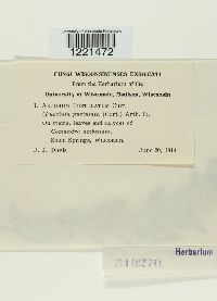 Aecidium pustulatum image