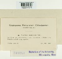 Aecidium pustulatum image