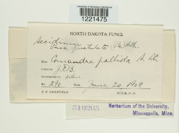 Aecidium pustulatum image