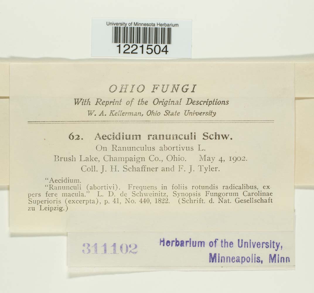 Aecidium ranunculi image