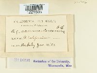 Aecidium ranunculi image