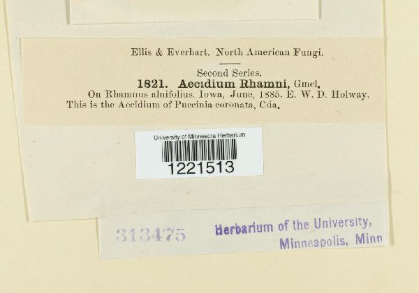 Aecidium rhamni image