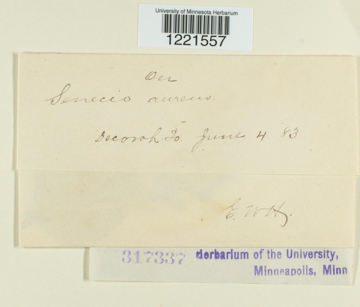 Aecidium senecionis image