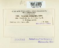 Aecidium solidaginis image