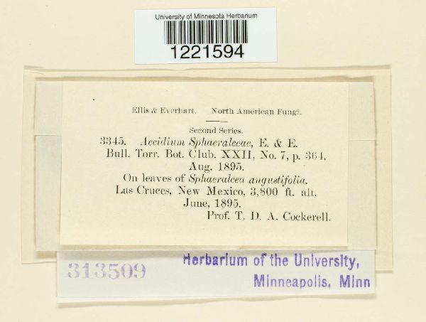 Aecidium sphaeralceae image