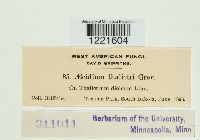 Aecidium thalictri image