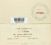 Aecidium thalictri image