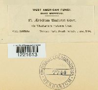 Aecidium thalictri image