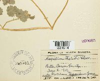 Aecidium thalictri image