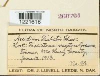 Aecidium thalictri image