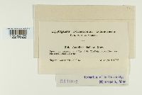 Aecidium thalictri image