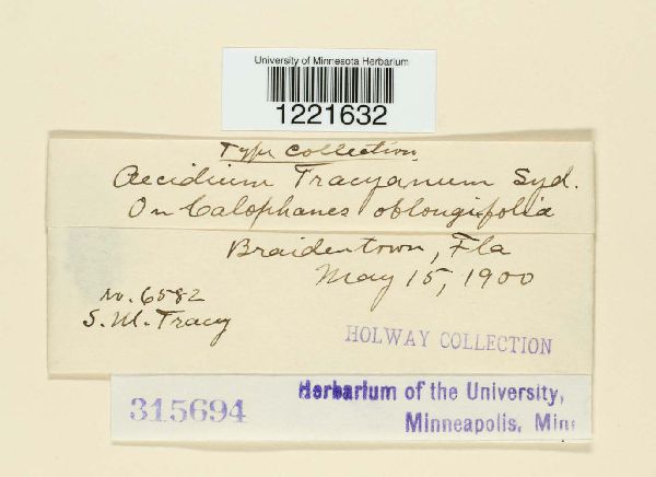 Aecidium tracyanum image