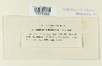 Aecidium tuberculatum image