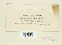 Aecidium tuberculatum image