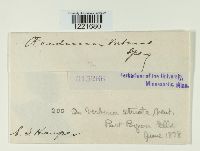 Aecidium verbenae image