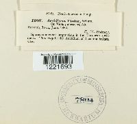 Aecidium violae image