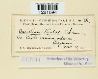 Aecidium violae image