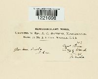 Aecidium violae image