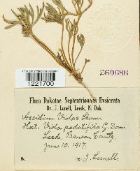 Aecidium violae image